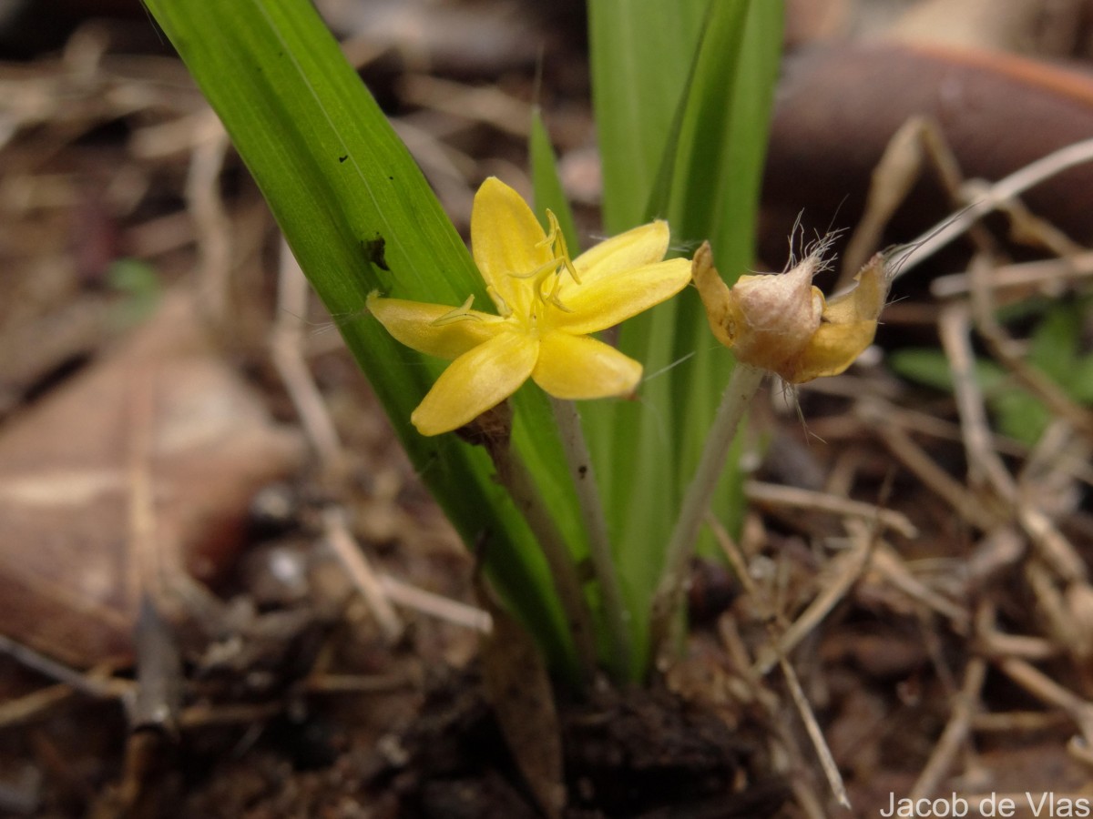 Curculigo orchioides Gaertn.